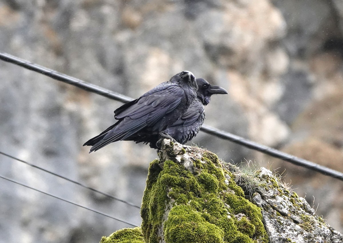 Common Raven - ML644467448