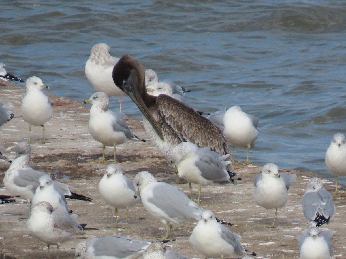 Brown Pelican - ML644467451