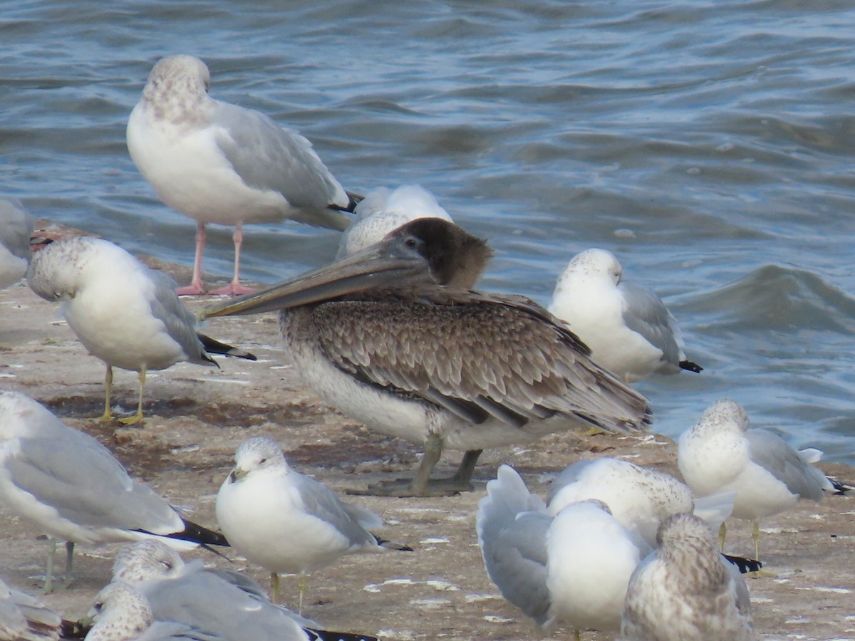Brown Pelican - ML644467452
