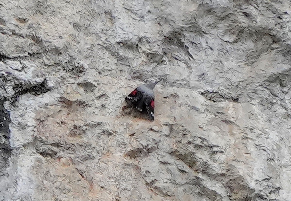 Wallcreeper - ML644467461