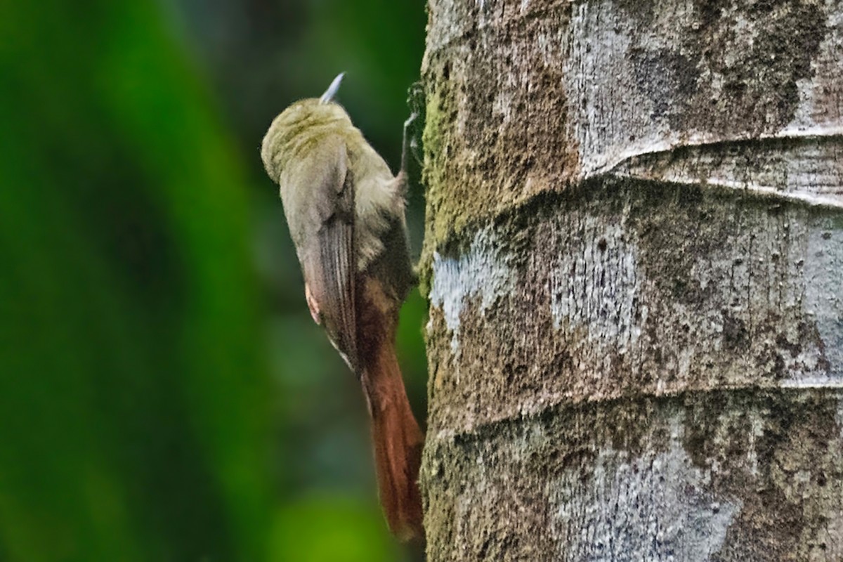 Olivaceous Woodcreeper - ML644467464