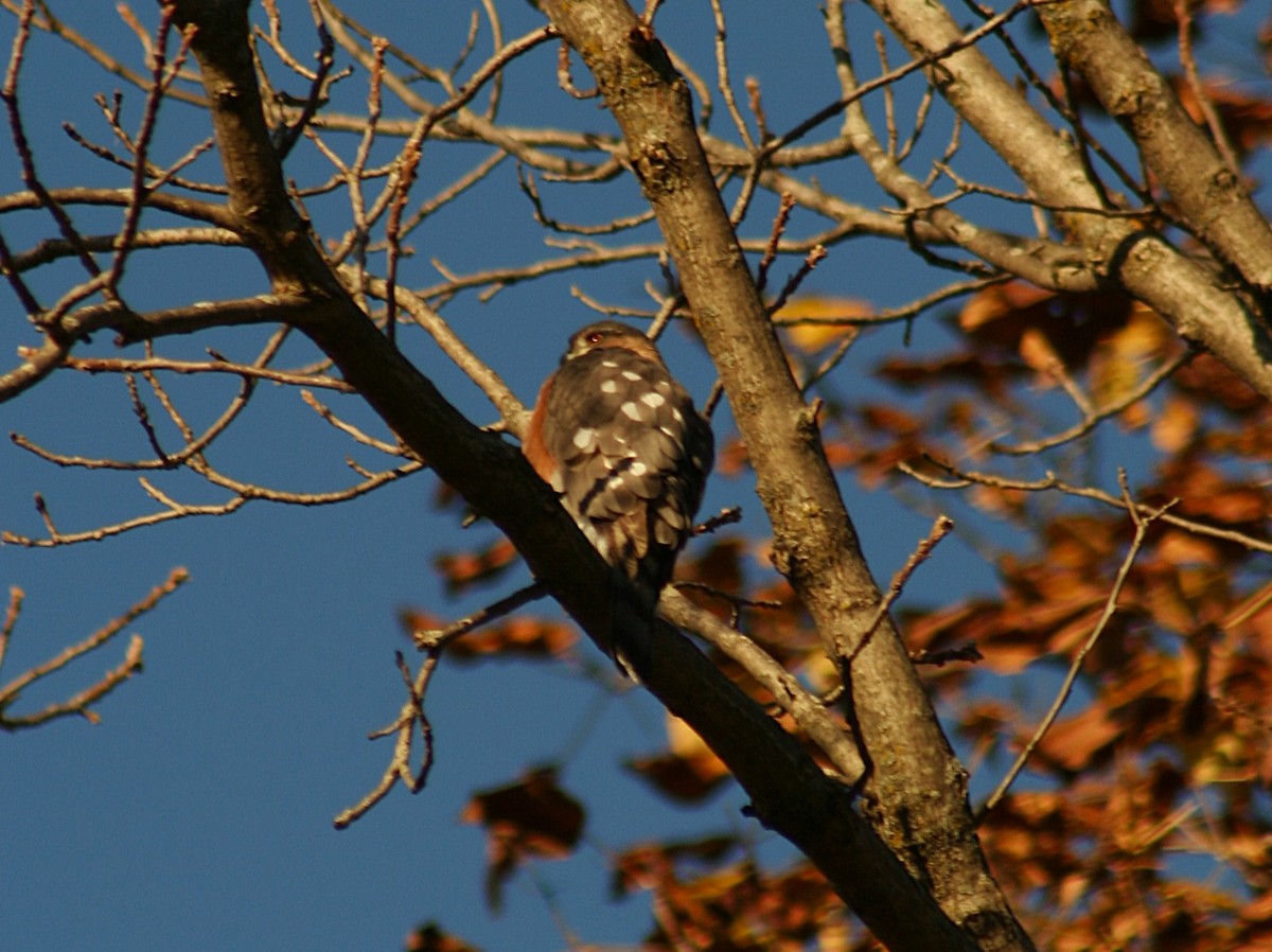 Sharp-shinned Hawk - ML644467474