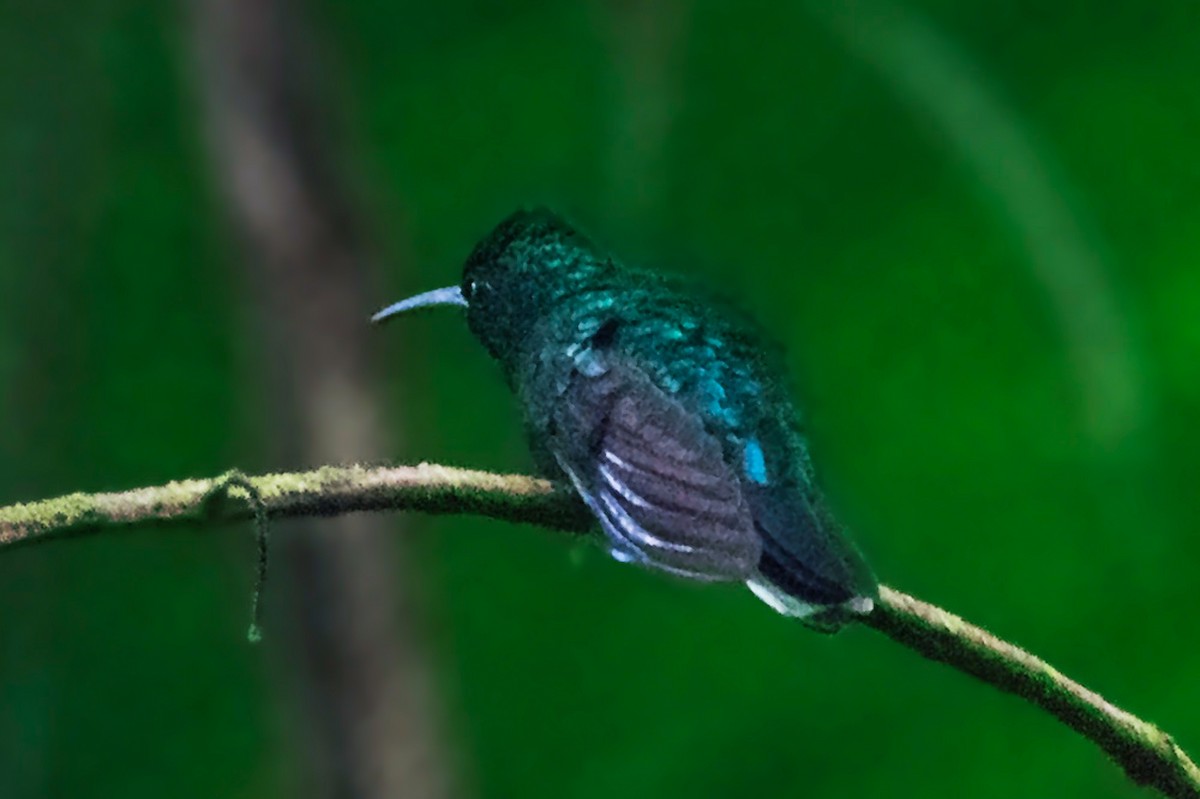 Weißschwanz-Degenflügel - ML644467477