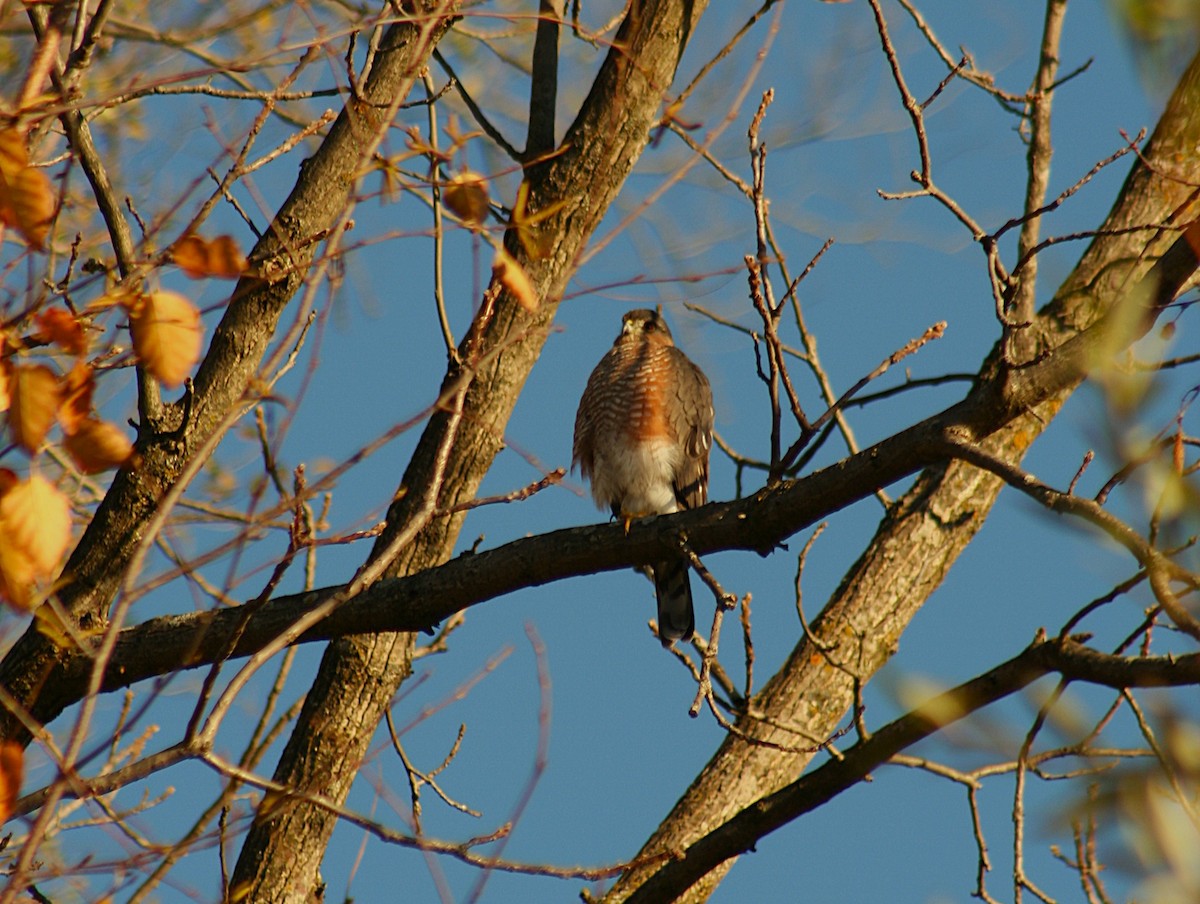 Sharp-shinned Hawk - ML644467479