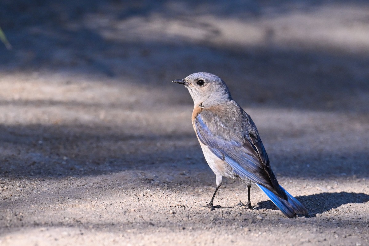 Western Bluebird - ML644467481