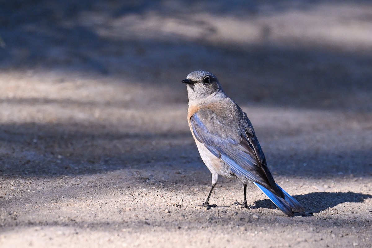Western Bluebird - ML644467482