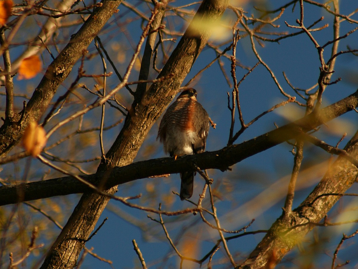 Sharp-shinned Hawk - ML644467495