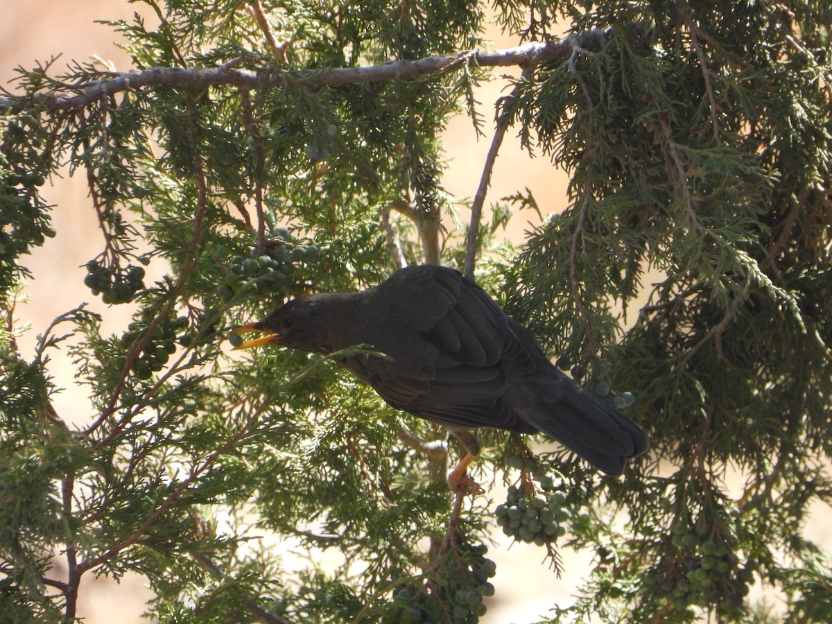 Yemen Thrush - ML644467498