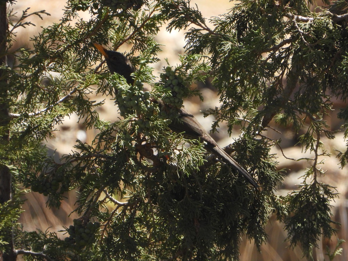 Yemen Thrush - ML644467499