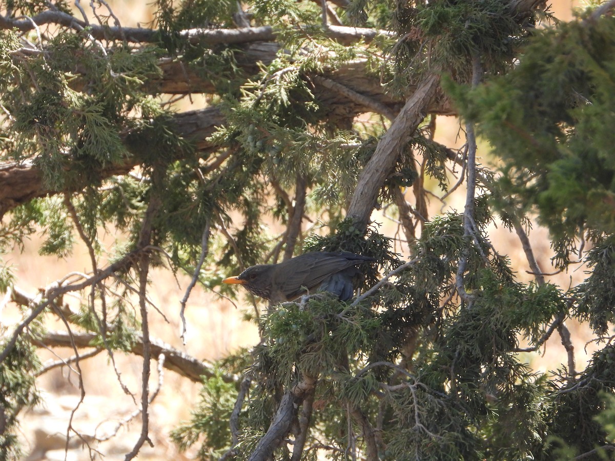 Yemen Thrush - ML644467500