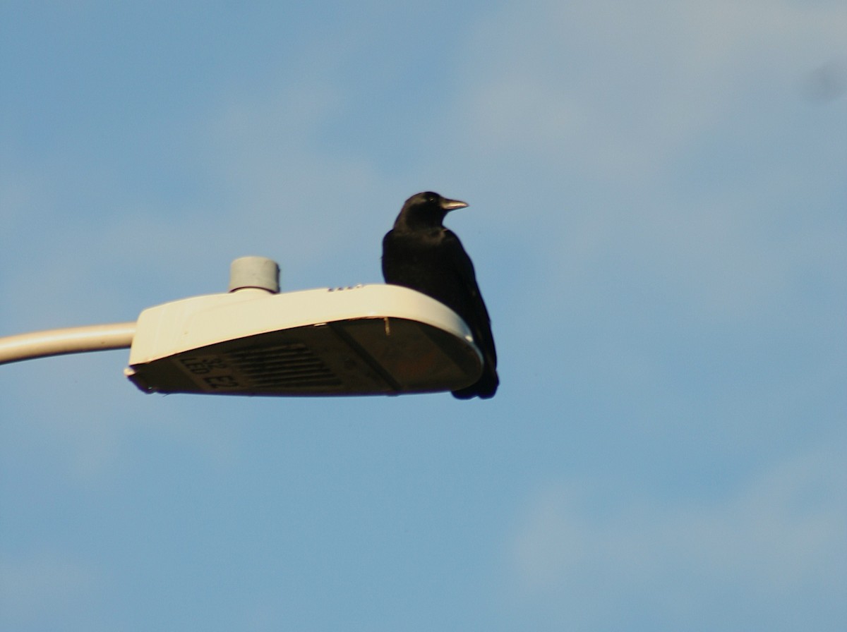 American Crow - ML644467503