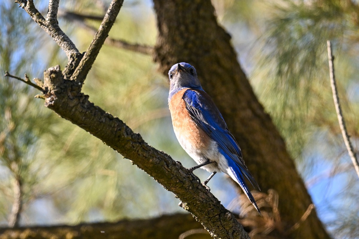 Western Bluebird - ML644467504