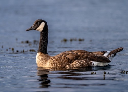 Canada Goose - ML644467510