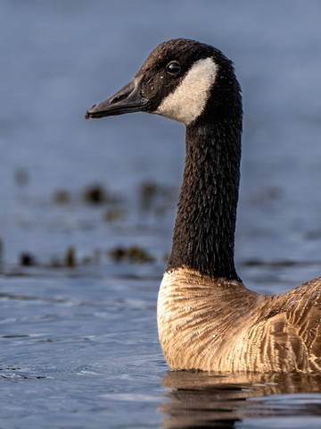 Canada Goose - ML644467511
