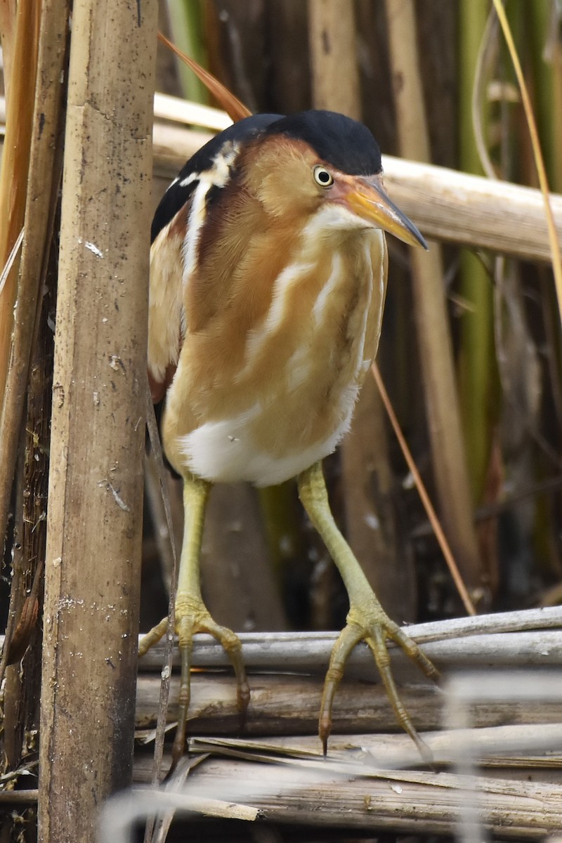 Least Bittern - ML644467514