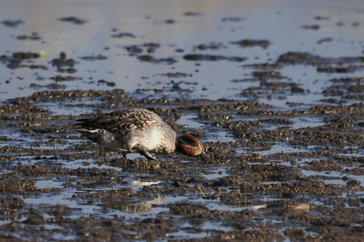 Green-winged Teal (Eurasian) - ML644467517