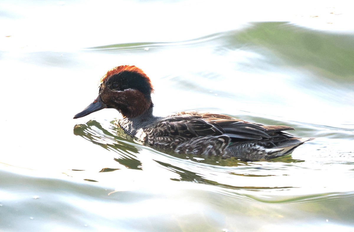 Green-winged Teal (Eurasian) - ML644467518