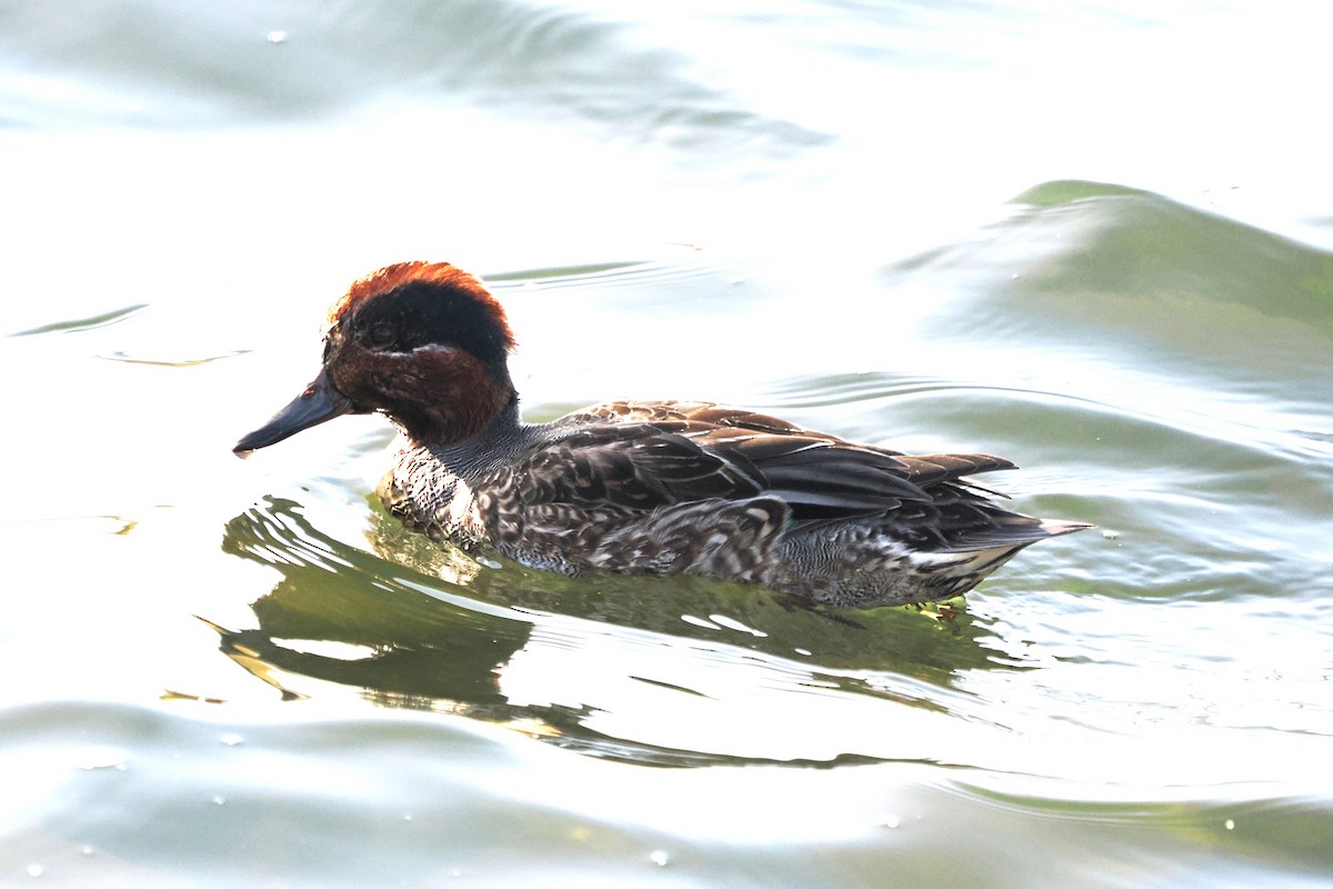 Green-winged Teal (Eurasian) - ML644467519