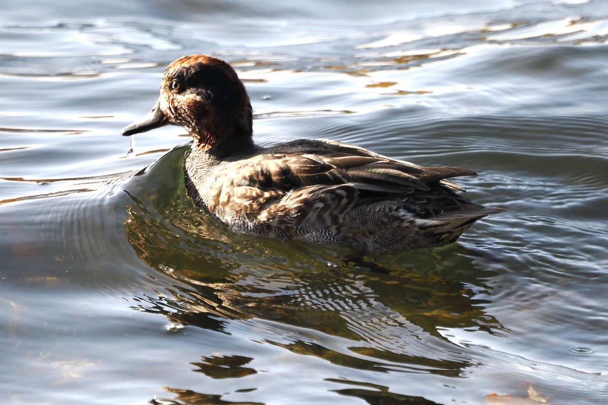 Green-winged Teal (Eurasian) - ML644467520