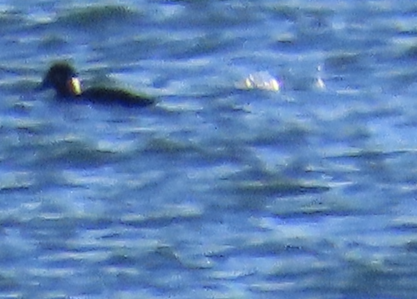 brilleand - ML644467521