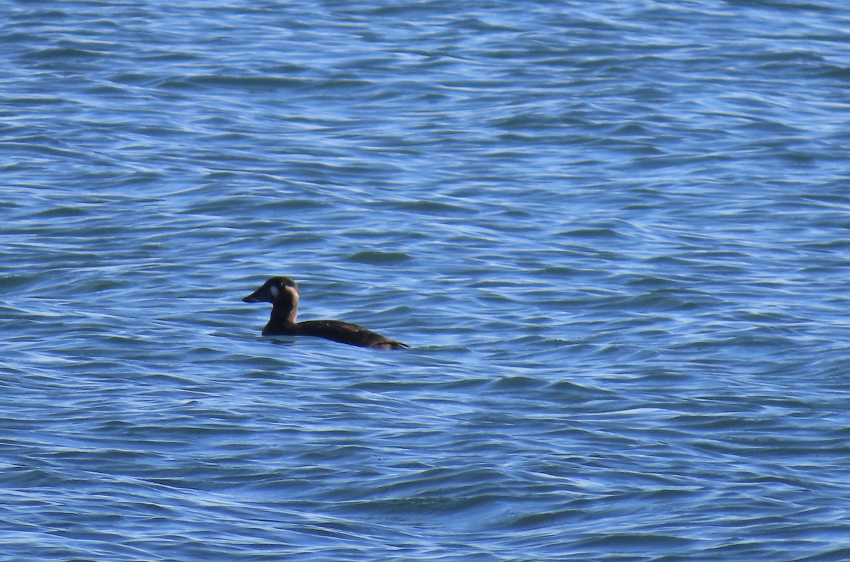 brilleand - ML644467525