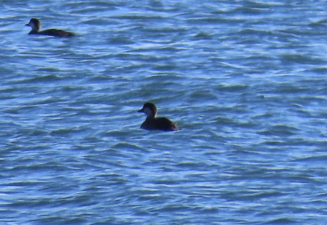 amerikasvartand - ML644467529