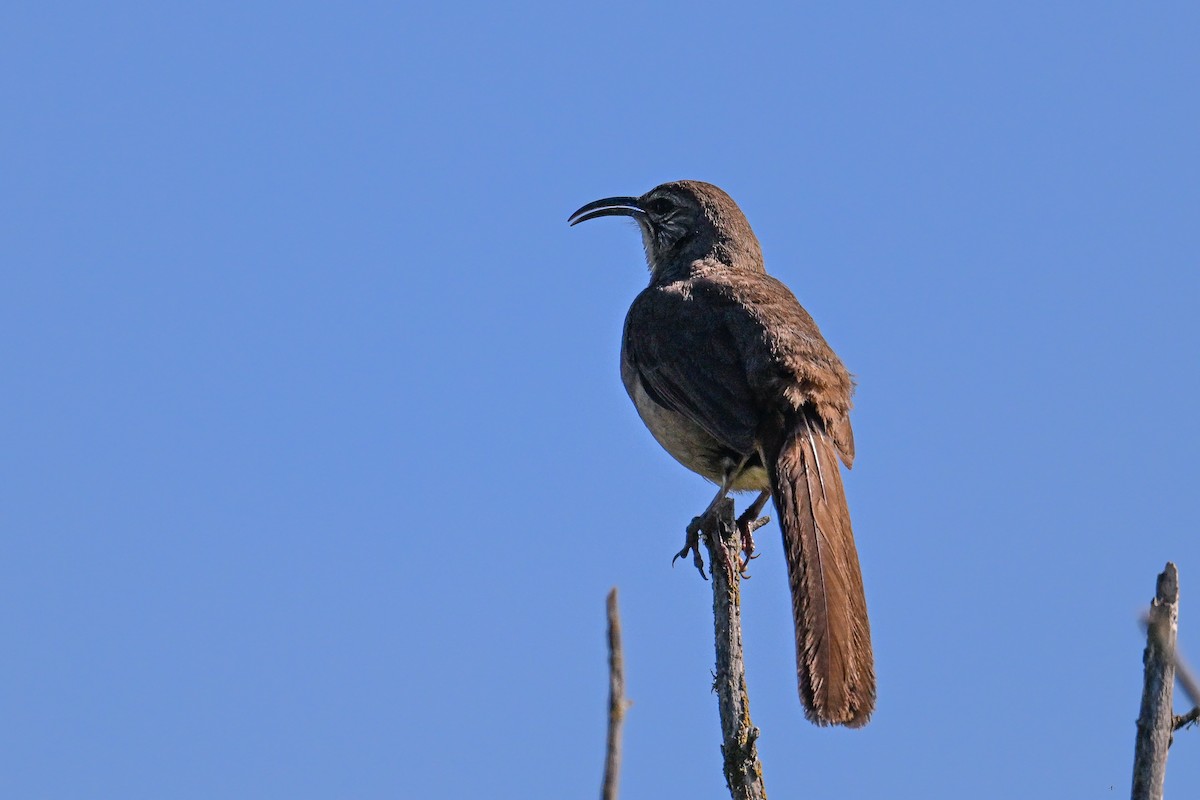 California Thrasher - ML644467538