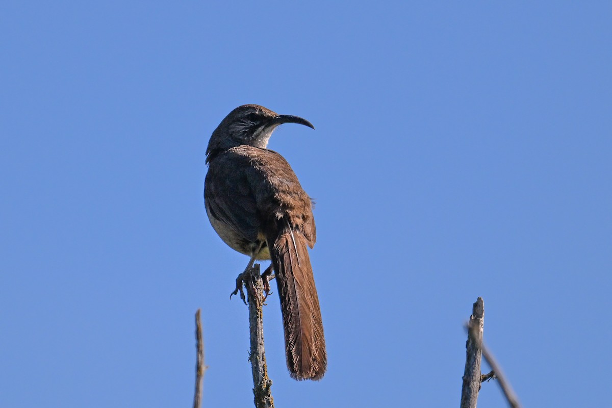 California Thrasher - ML644467539