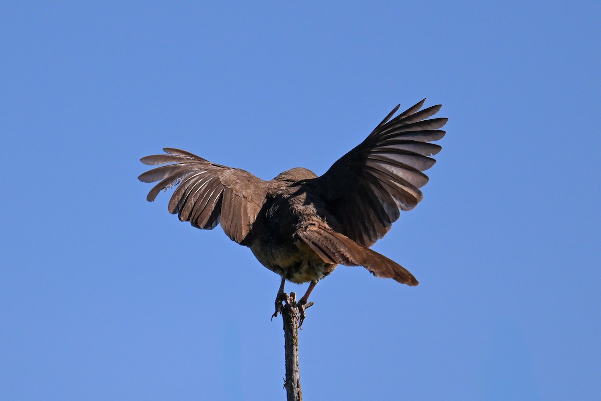 California Thrasher - ML644467540