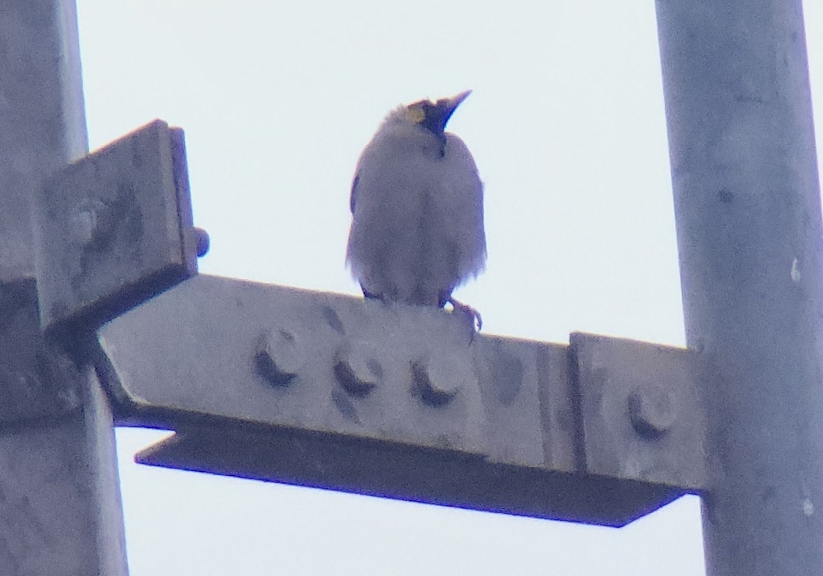 Wattled Starling - ML644467542