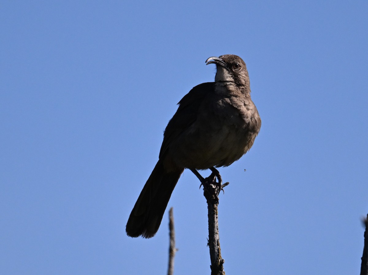 California Thrasher - ML644467547