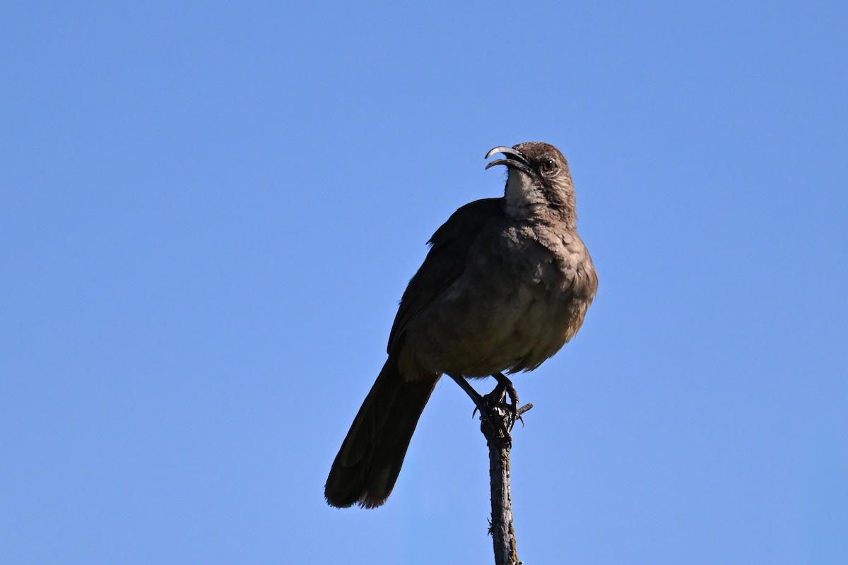 California Thrasher - ML644467549