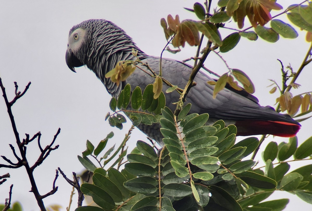Gray Parrot - ML644467551