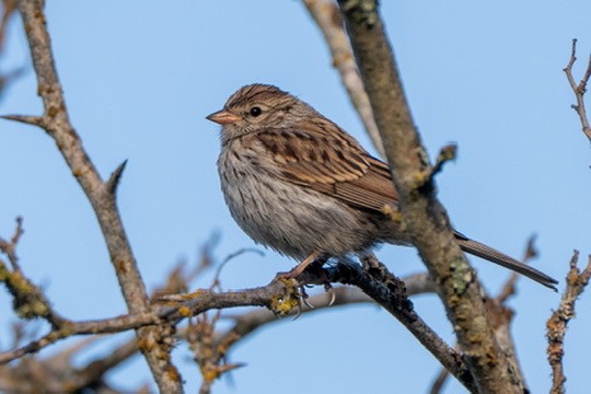 Chipping Sparrow - ML644467552