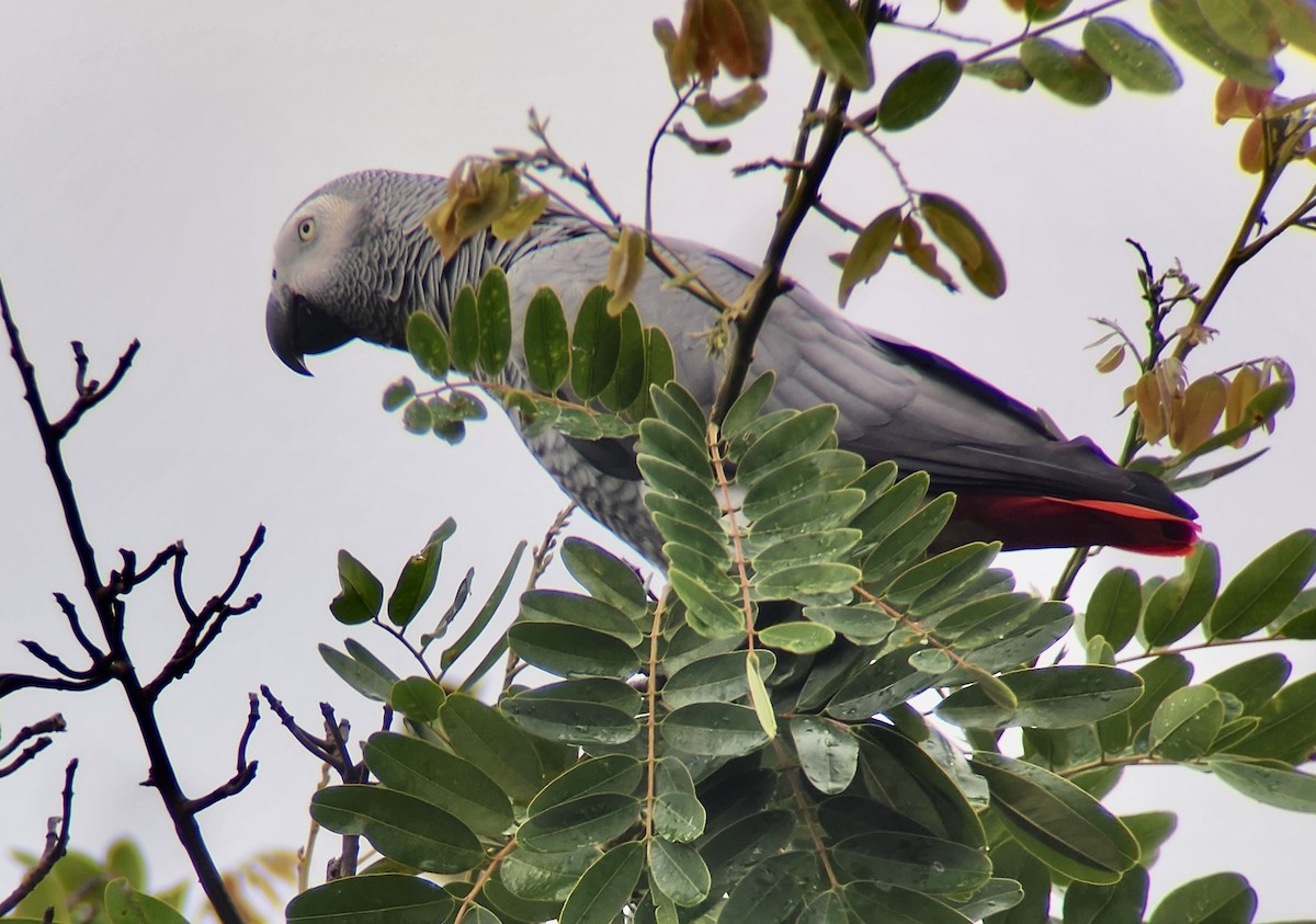 Gray Parrot - ML644467556