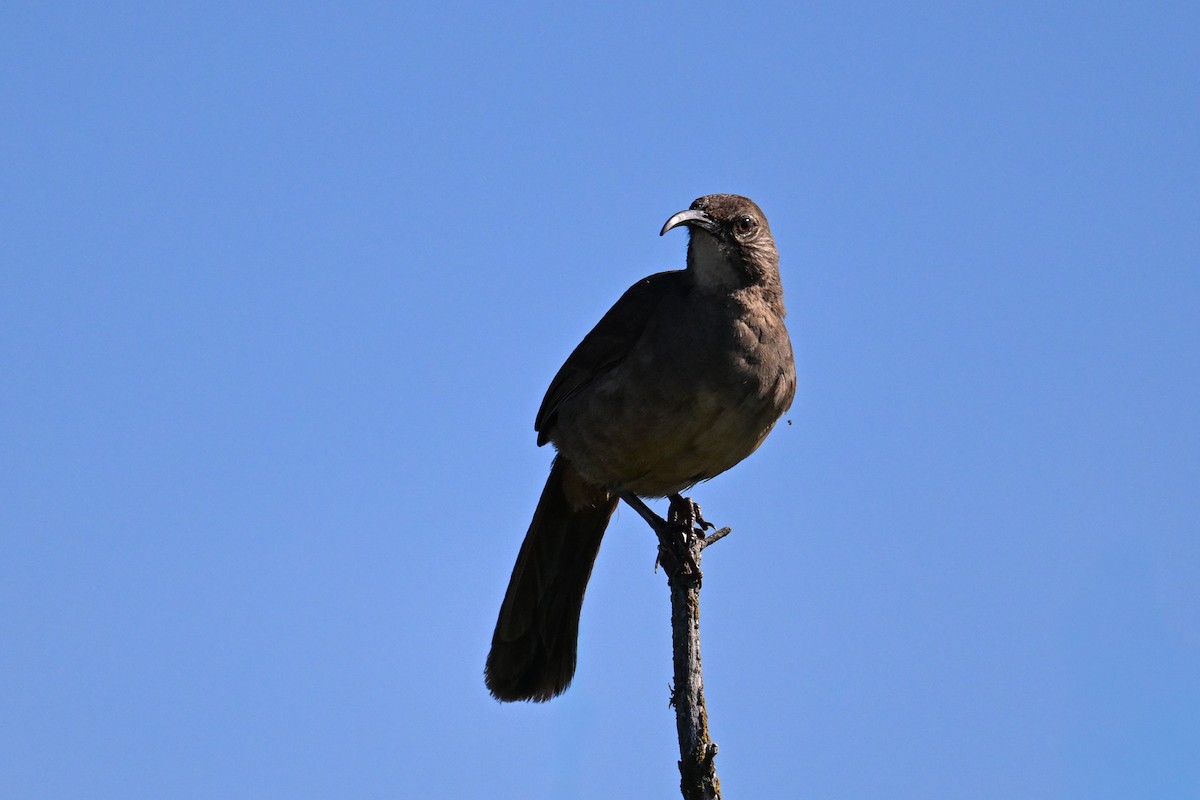 California Thrasher - ML644467559