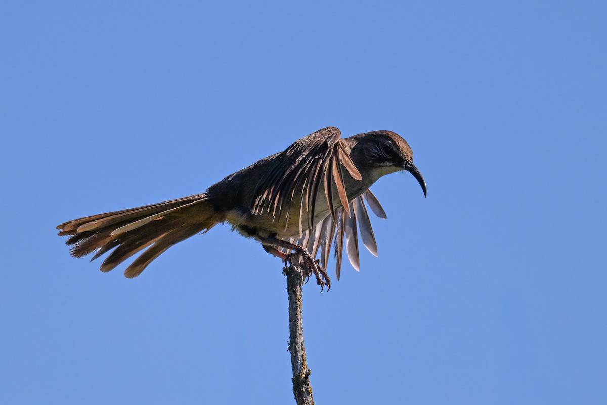 California Thrasher - ML644467565