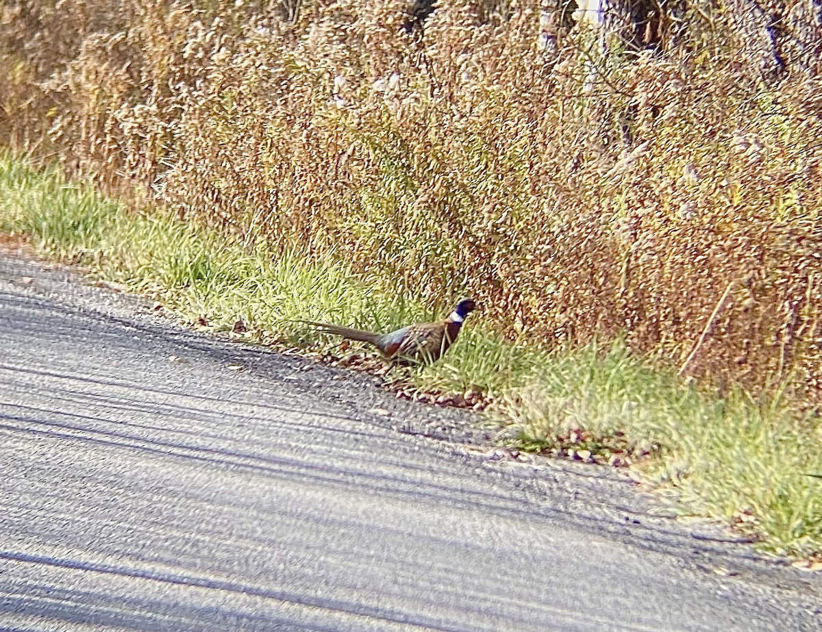 Зэрлэг гургуул - ML644467566