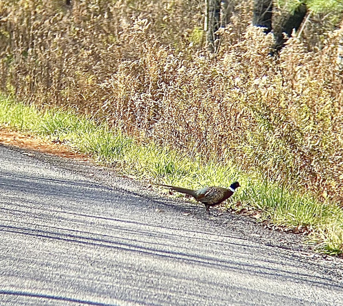 Зэрлэг гургуул - ML644467567