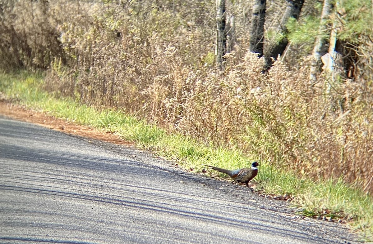 Зэрлэг гургуул - ML644467568