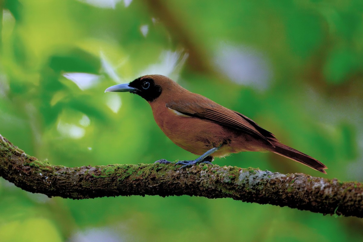 Rennell Shrikebill - ML644467569