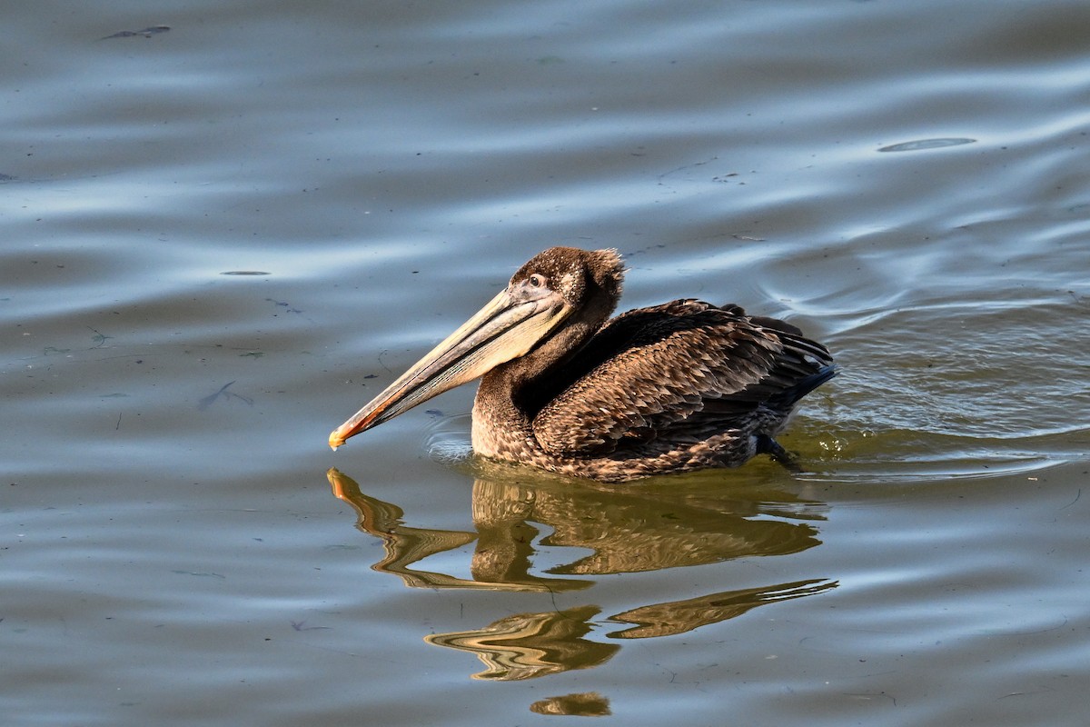 Brown Pelican - ML644467575
