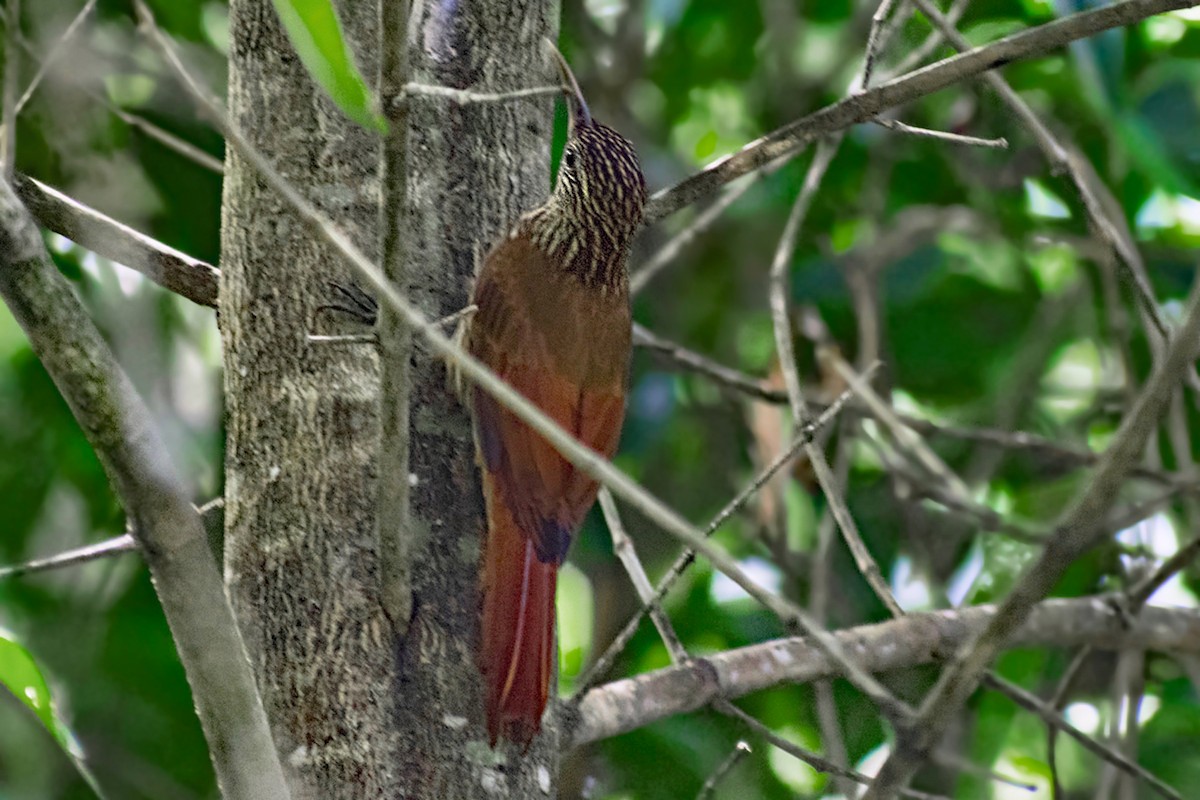 Streak-headed Woodcreeper - ML644467577