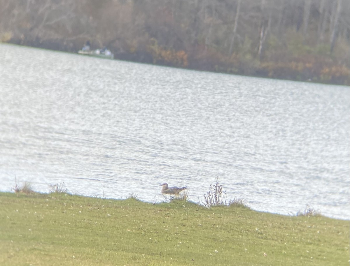 American Herring Gull - ML644467581
