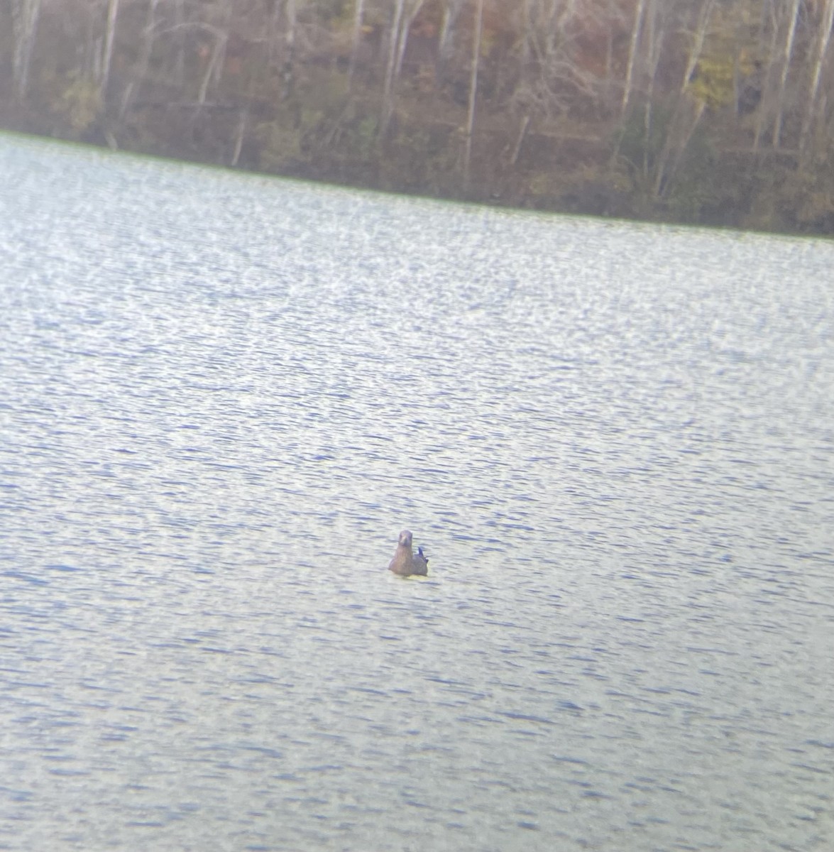 Goéland hudsonien - ML644467582