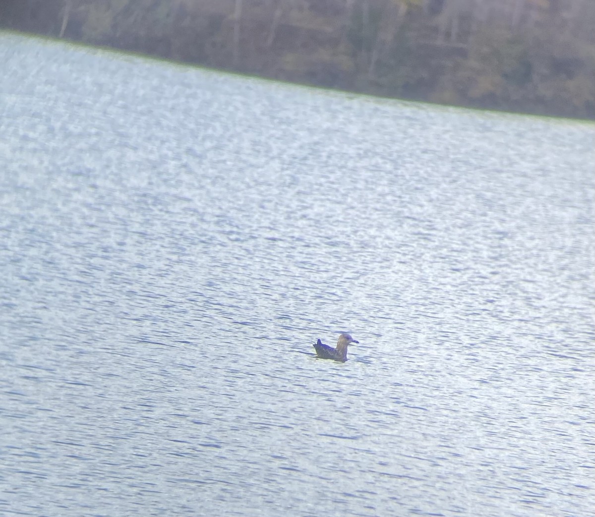 Goéland hudsonien - ML644467583