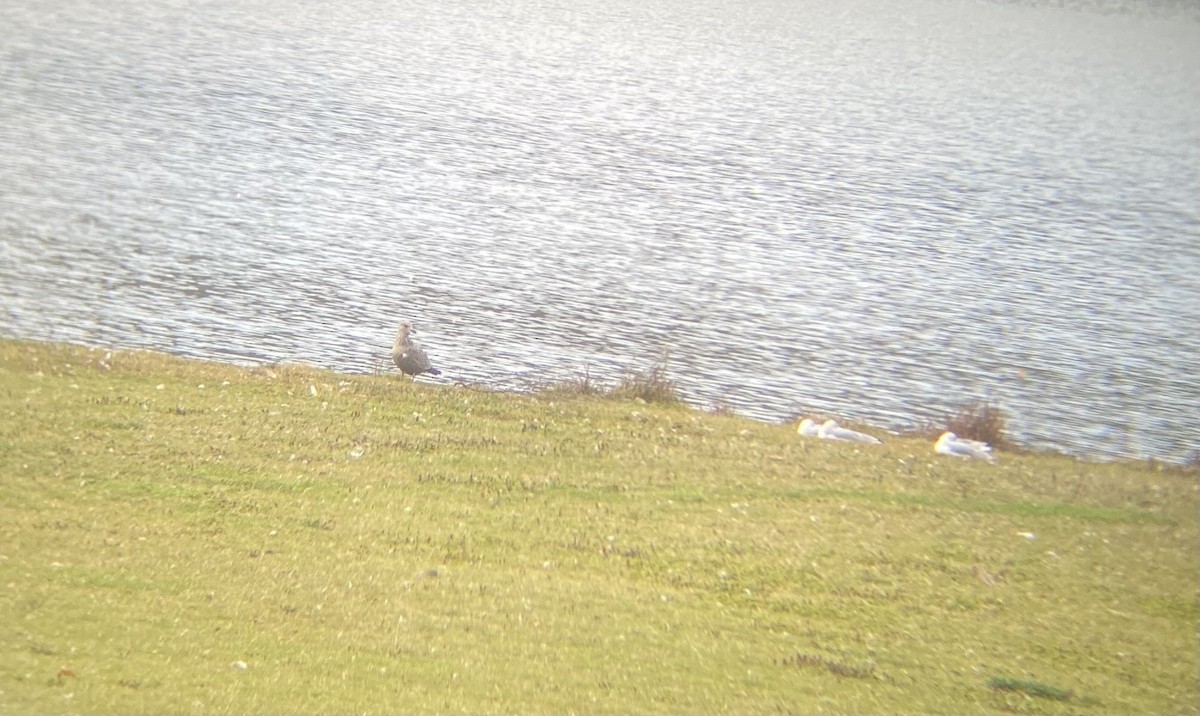 Goéland hudsonien - ML644467584