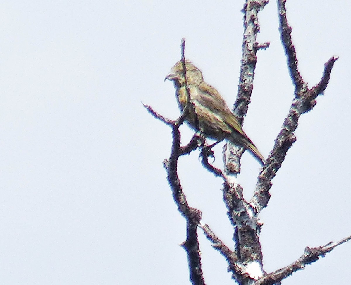 צלוב-מקור אדום - ML644467587