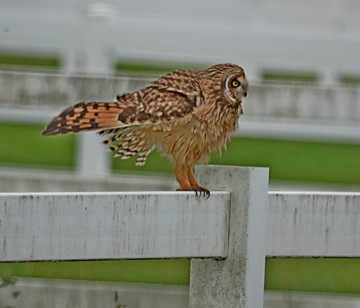 Short-eared Owl - ML644467588