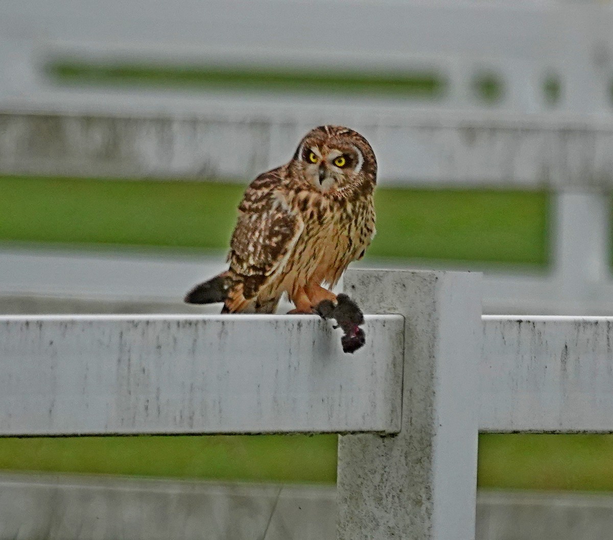 Short-eared Owl - ML644467589